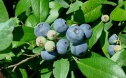 Vernon Rabbiteye Blueberry - 6 Pack Of 1 Gallon Pots -Garden Sales Store Blueberry Vernon