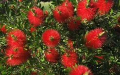 Scarlet Compacta Bottlebrush - Callistemon - 3 Gallon Pot -Garden Sales Store Bottlebrush Scarlet Compacta 2