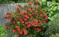 Scarlet Compacta Bottlebrush - Callistemon - 3 Gallon Pot -Garden Sales Store Bottlebrush Scarlet Compacta