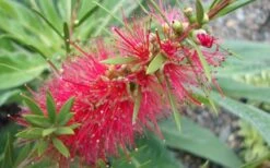 Woodlanders Cold Hardy Red Bottlebrush - Callistemon - 1 Gallon Pot -Garden Sales Store Bottlebrush Woodlanders Hardy 1