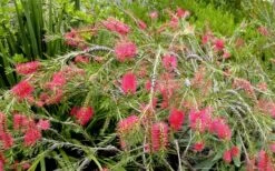Semmes Cold Hardy Red Bottlebrush - Callistemon - 3 Gallon Pot -Garden Sales Store Bottlebrush Woodlanders Hardy Red 17