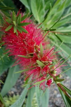 Woodlanders Cold Hardy Red Bottlebrush - Callistemon - 1 Gallon Pot -Garden Sales Store Bottlebrush Woodlanders Hardy Red 20