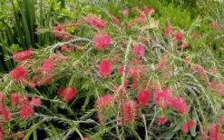 Woodlanders Cold Hardy Red Bottlebrush - Callistemon - 1 Gallon Pot -Garden Sales Store Bottlebrush Woodlanders Hardy Red 22