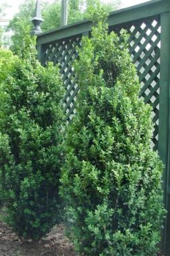 Dee Runk Columnar Boxwood - 3 Gallon Pot -Garden Sales Store Boxwood Dee Runk 2 500x750 1