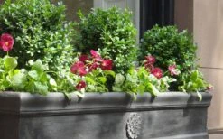 Dwarf English Boxwood - 1 Gallon Pot -Garden Sales Store Boxwood Dwarf English 2