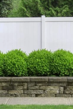 Dwarf English Boxwood - 1 Gallon Pot -Garden Sales Store Boxwood Dwarf English 3