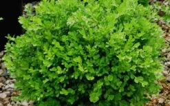 Franklins Gem Dwarf Boxwood - 6 Pack Of 1 Gallon Pots -Garden Sales Store Boxwood Franklins Gem