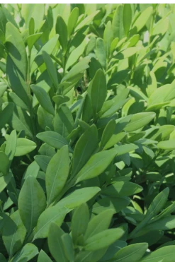 Green Mountain Boxwood - 2 Gallon Pot 12 Green Mountain Boxwood - 2 Gallon Pot -Garden Sales Store Boxwood Green Mountain 12 1
