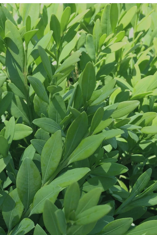 Green Mountain Boxwood - 2 Gallon Pot 6 Green Mountain Boxwood - 2 Gallon Pot - Image 6