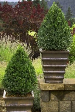 Green Mountain Boxwood - 6 Pack Of 1 Gallon Pots -Garden Sales Store Boxwood Green Mountain 23 3