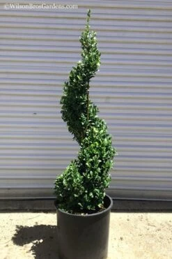 Common Boxwood Spiral Topiary - 5 Gallon Pot -Garden Sales Store Boxwood Green Mountain Spiral 1