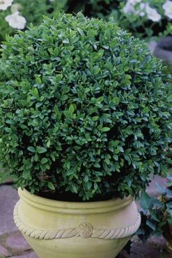 Green Velvet Boxwood - 1 Gallon Pot -Garden Sales Store Boxwood Green Velvet 3
