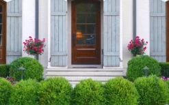 Japanese Boxwood (Buxus Microphylla) - 7 Gallon Pot -Garden Sales Store Boxwood Japanese Entryway 1