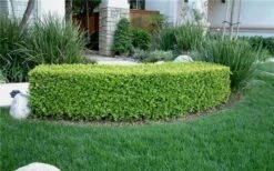 Japanese Boxwood (Buxus Microphylla) - 7 Gallon Pot -Garden Sales Store Boxwood Japanese Hedge 1