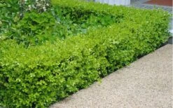 Japanese Boxwood - Buxus Microphylla - 1 Gallon Pot -Garden Sales Store Boxwood Japanese Hedge 2 3