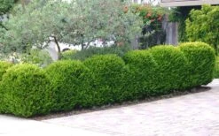 Japanese Boxwood - Buxus Microphylla - 1 Gallon Pot -Garden Sales Store Boxwood Japanese Hedge 3 3