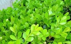 Japanese Boxwood (Buxus Microphylla) - 7 Gallon Pot -Garden Sales Store Boxwood Japanese Leaves Closeup 1