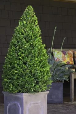 Wintergreen Boxwood - 6 Pack Of 1 Gallon Pots -Garden Sales Store Boxwood Wintergreen 11