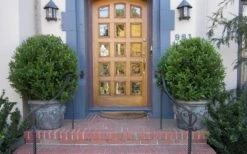 Wintergreen Boxwood - 6 Pack Of 1 Gallon Pots -Garden Sales Store Boxwood Wintergreen 12