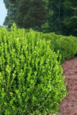 Wintergreen Boxwood - 6 Pack Of 1 Gallon Pots -Garden Sales Store Boxwood Wintergreen 500x750 1