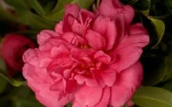 Alabama Beauty Camellia Sasanqua - 1 Gallon Pot -Garden Sales Store Camellia Alabama Beauty 50