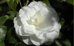 Alba Plena Camellia Japonica - 7 Gallon Pot (3-4') -Garden Sales Store Camellia Alba Plena Flower Closeup 2