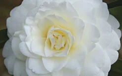 Alba Plena Camellia Japonica - 7 Gallon Pot (3-4') -Garden Sales Store Camellia Alba Plena Flower Closeup