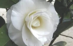 April Snow Camellia Japonica - 3 Gallon Pot -Garden Sales Store Camellia April Snow 1