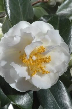 April Snow Camellia Japonica - 3 Gallon Pot -Garden Sales Store Camellia April Snow 13