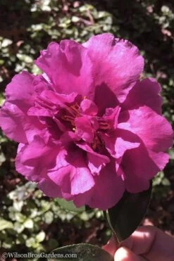 Bonanza Purple Camellia Sasanqua - 3 Gallon Pot -Garden Sales Store Camellia Bonanza 102 1