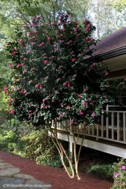 Bonanza Purple Camellia Sasanqua - 3 Gallon Pot -Garden Sales Store Camellia Bonanza Purple 7
