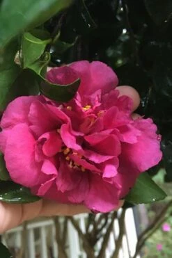 Bonanza Purple Camellia Sasanqua - 3 Gallon Pot -Garden Sales Store Camellia Bonanza Purple 9