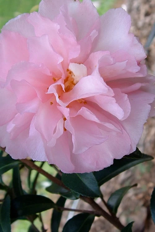 Cotton Candy Camellia Sasanqua - 1 Gallon Pot 1 Cotton Candy Camellia Sasanqua - 1 Gallon Pot