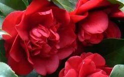 Governor Mouton Red Camellia Japonica - 3 Gallon Pot -Garden Sales Store Camellia Governor Mouton 1