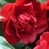 Governor Mouton Red Camellia Japonica - 3 Gallon Pot