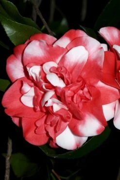 Governor Mouton Red Camellia Japonica - 3 Gallon Pot -Garden Sales Store Camellia Governor Mouton 3