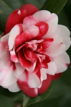 Governor Mouton Red Camellia Japonica - 3 Gallon Pot -Garden Sales Store Camellia Governor Mouton 7