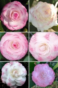 Grace Albritton Camellia Japonica - 3 Gallon Pot -Garden Sales Store Camellia Grace Albritton 4