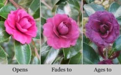 Green's Blues Dwarf Camellia Sasanqua - 1 Gallon Pot -Garden Sales Store Camellia Greens Blues 10