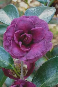 Green's Blues Dwarf Camellia Sasanqua - 1 Gallon Pot