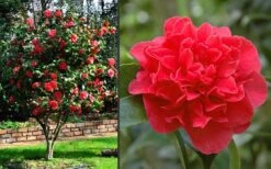 Kramers Supreme Red Double Camellia Japonica - 3 Gallon Pot -Garden Sales Store Camellia Kramers Supreme 2