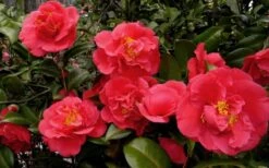 Kramers Supreme Red Double Camellia Japonica - 3 Gallon Pot -Garden Sales Store Camellia Kramers Supreme 52