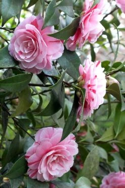 LA Peppermint Camellia Japonica - 1 Gallon Pot 13 LA Peppermint Camellia Japonica - 1 Gallon Pot -Garden Sales Store Camellia La Peppermint 1