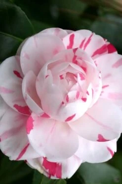 LA Peppermint Camellia Japonica - 3 Gallon Pot 9 LA Peppermint Camellia Japonica - 3 Gallon Pot -Garden Sales Store Camellia La Peppermint 2 1