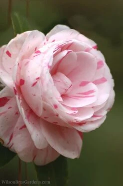 LA Peppermint Camellia Japonica - 1 Gallon Pot 12 LA Peppermint Camellia Japonica - 1 Gallon Pot -Garden Sales Store Camellia La Peppermint 4