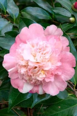 Look Again Camellia Japonica - 1 Gallon Pot 9 Look Again Camellia Japonica - 1 Gallon Pot -Garden Sales Store Camellia Look Again 1