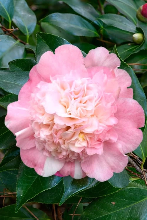 Look Again Camellia Japonica - 1 Gallon Pot 5 Look Again Camellia Japonica - 1 Gallon Pot - Image 5