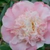Look Again Camellia Japonica - 1 Gallon Pot