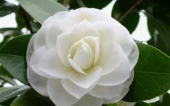 Morning Glow Camellia Japonica - 2 Gallon Pot -Garden Sales Store Camellia Morning Glow 800x500 1