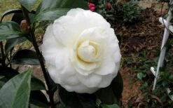 Morning Glow Camellia Japonica - 2 Gallon Pot -Garden Sales Store Camellia Morning Glow 9